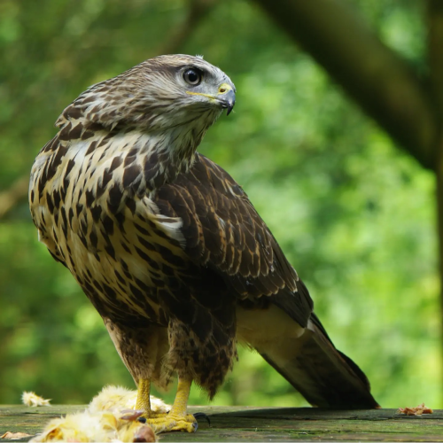 Mäusebussard Baby