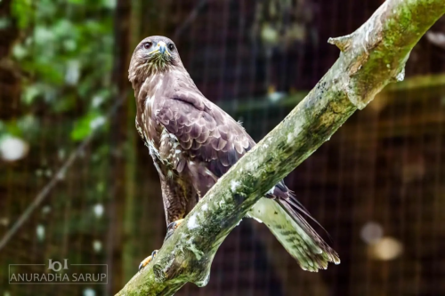 Mäusebussard